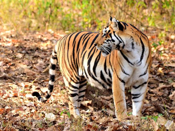 India tiger safaris