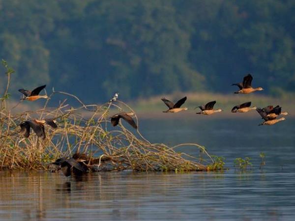 India tiger safaris