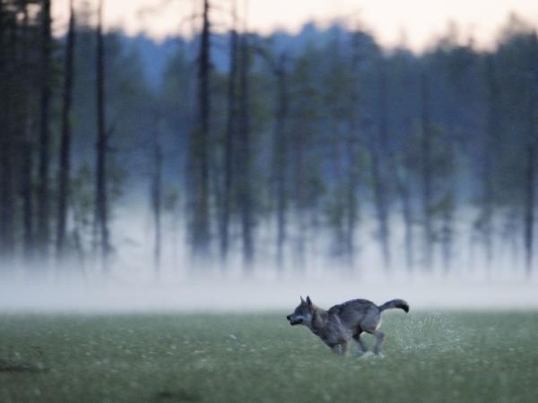 Finland wildlife holiday in Wild Taiga