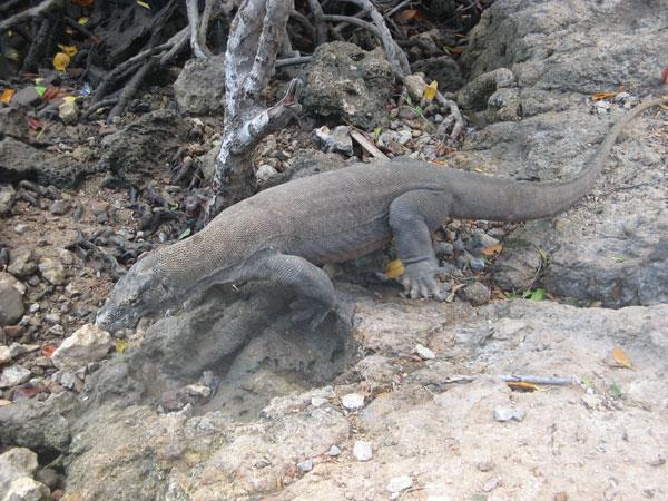 Kayaking holiday in Indonesia, Komodo Dragon tour | Responsible Travel