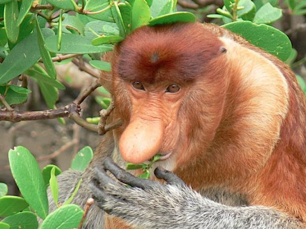 Tanjung Puting orangutan holiday, Borneo