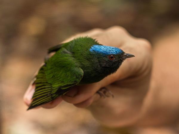 Amazon conservation project in Peru