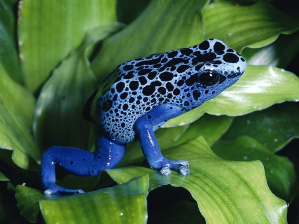 Amazon conservation project in Peru