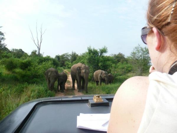 Elephant conservation in Sri Lanka