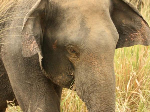 Elephant conservation in Sri Lanka