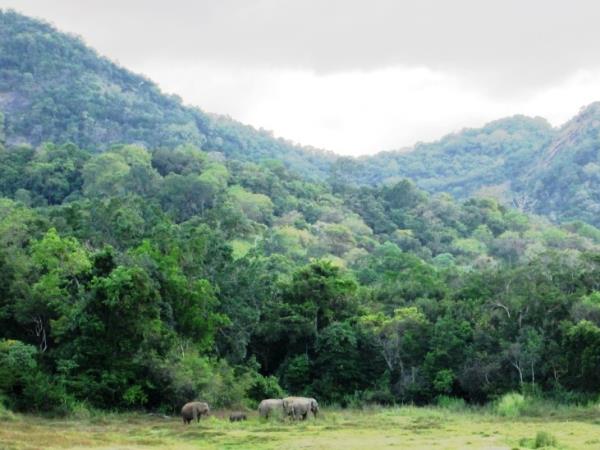 Elephant conservation in Sri Lanka