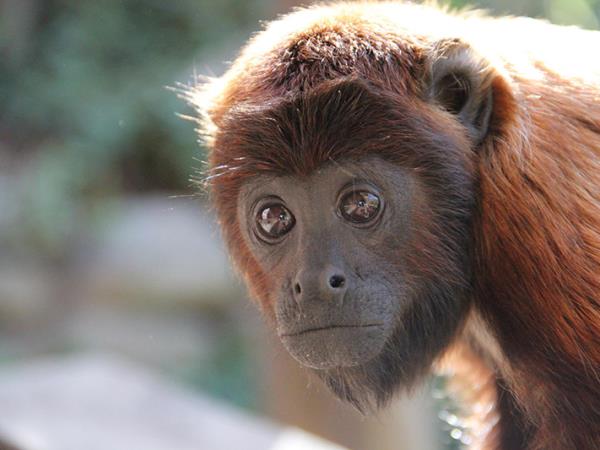 Wildlife volunteering in Bolivia