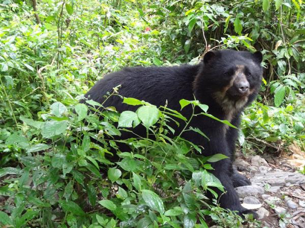 Wildlife volunteering in Bolivia