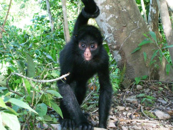 Wildlife volunteering in Bolivia