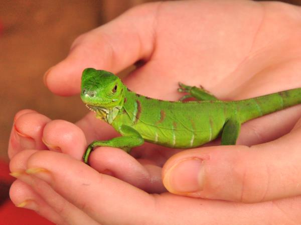 Costa Rica family activity holiday