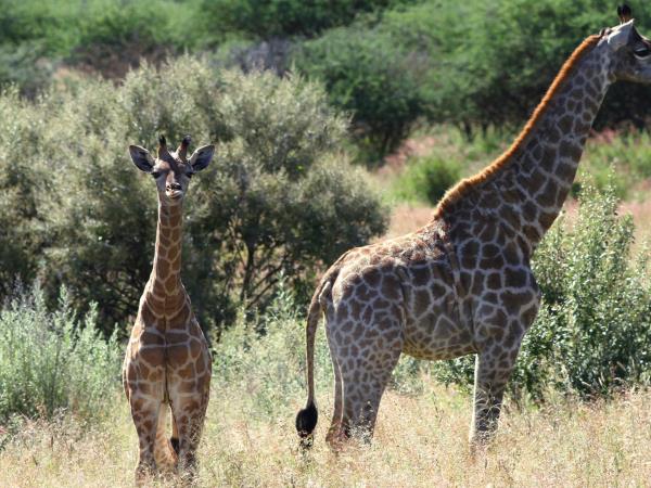 Namibia carnivore conservation & research project