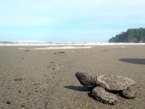 Costa Rica turtle conservation experience