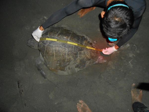 Costa Rica turtle conservation experience