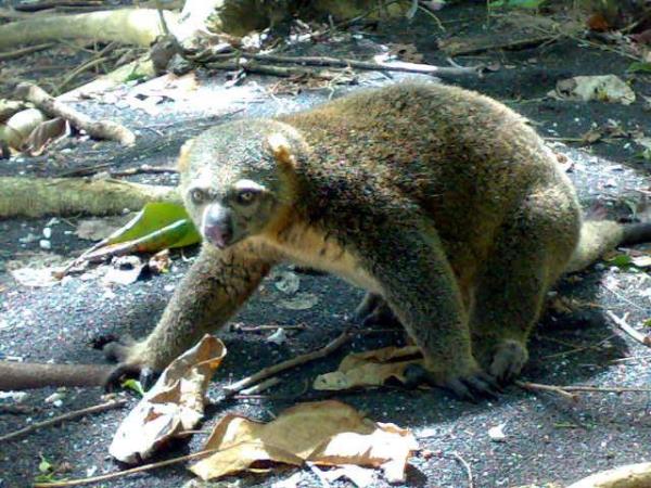 Sulawesi bird watching tour, Indonesia