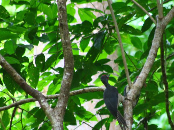Sulawesi bird watching tour, Indonesia
