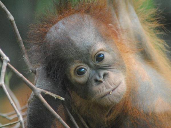 Borneo family volunteering holiday