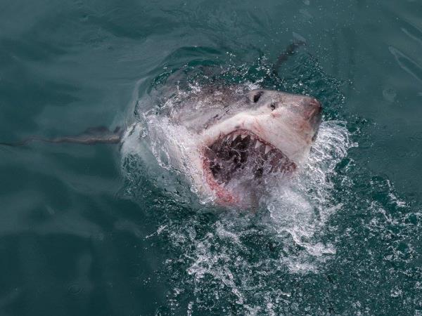 The great white shark conservation project in South Africa