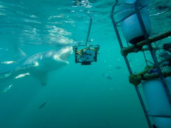The great white shark conservation project in South Africa