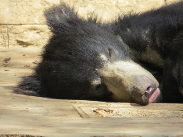Wildlife conservation holiday in India