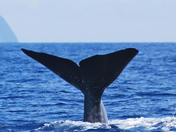 Azores activity holiday, incl swimming with dolphins