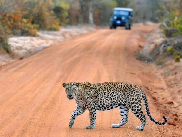 India luxury NP wildlife holidays