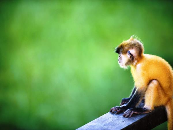 Borneo wildlife holiday, 13 days