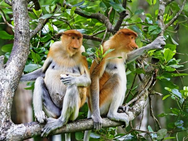 Borneo wildlife holiday, 13 days