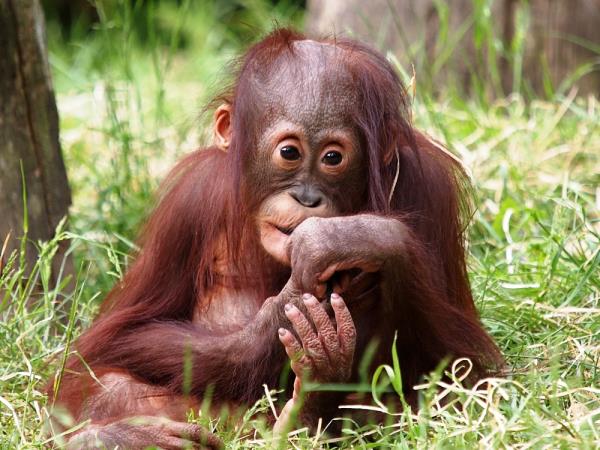 Borneo wildlife holiday, 13 days