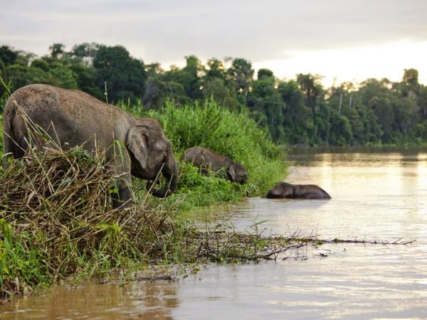 Borneo wildlife holiday, 13 days