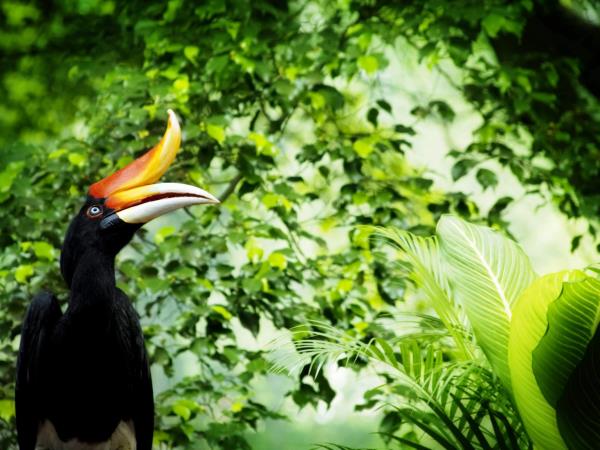 Borneo wildlife holiday, 13 days