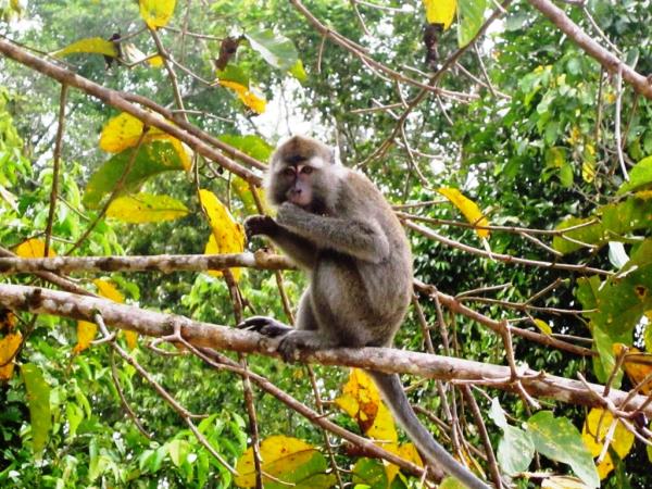 Borneo wildlife holiday, 13 days