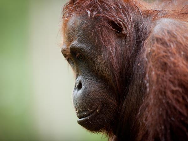 Borneo orangutan holiday