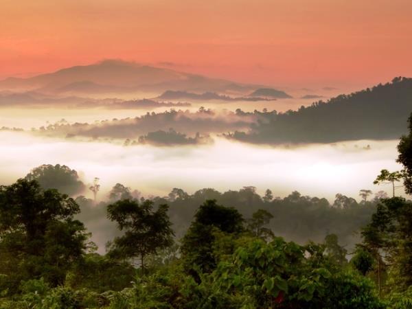 Borneo orangutan holiday