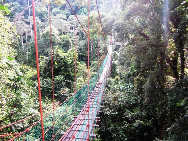 Borneo orangutan holiday