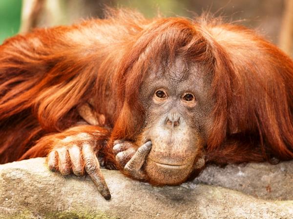 Borneo orangutan holiday