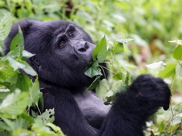Mountain gorilla project in Uganda