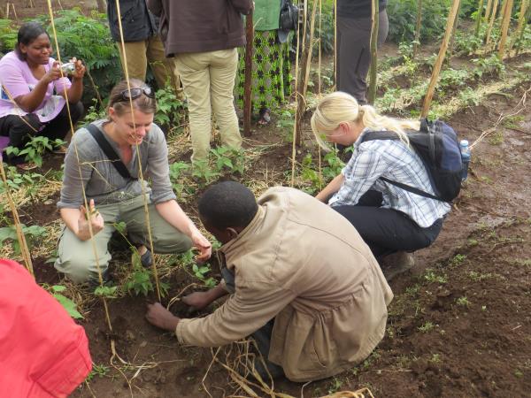 Mountain gorilla project in Uganda