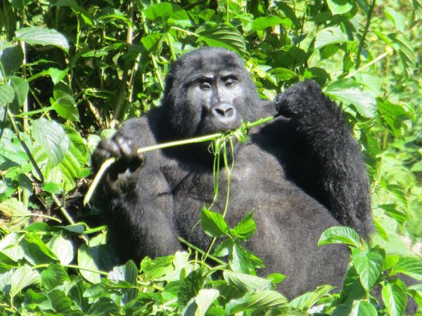 Mountain gorilla project in Uganda