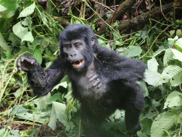 Mountain gorilla project in Uganda