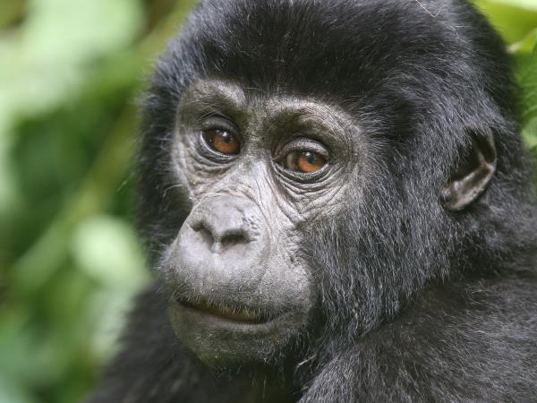 Mountain gorilla project in Uganda