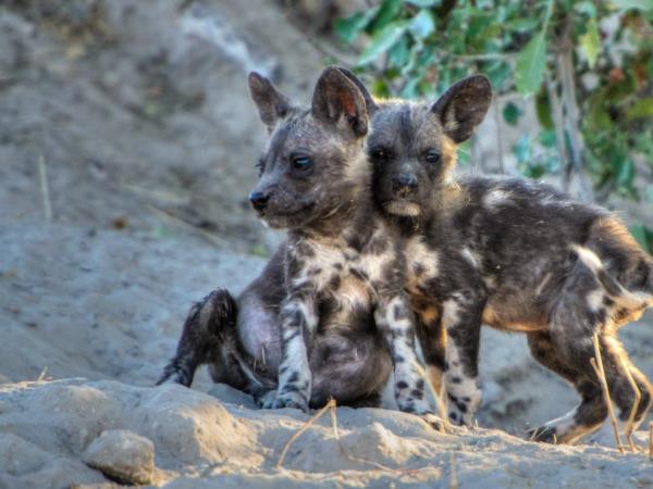 Namibia wildlife sanctuary volunteering holiday