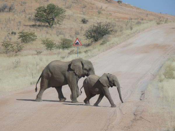 Elephant conservation project in Namibia