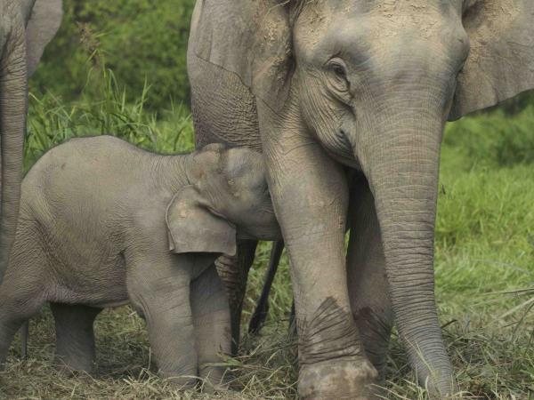 Borneo wildlife volunteer project