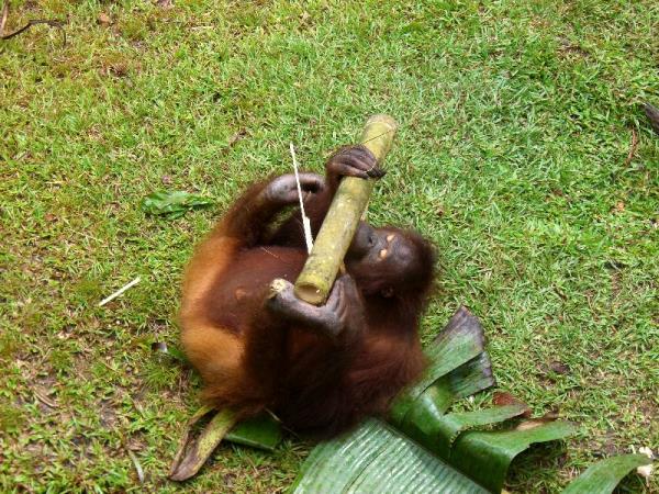 Borneo wildlife volunteer project