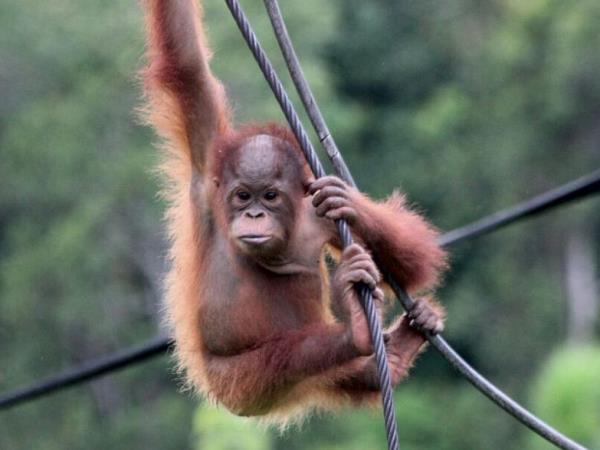 Orangutan conservation in East Kalimantan, Indonesia