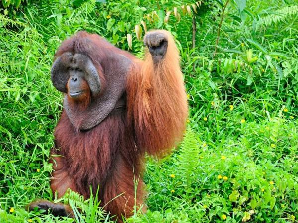 Orangutan conservation in East Kalimantan, Indonesia