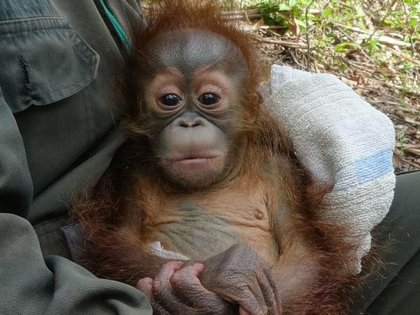 Orangutan conservation in East Kalimantan, Indonesia