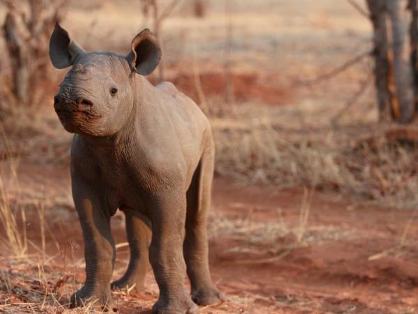 Victoria Falls volunteer project, Zimbabwe