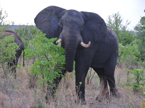Victoria Falls volunteer project, Zimbabwe