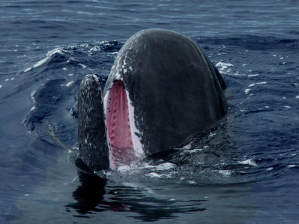 Whale conservation holiday in the Azores